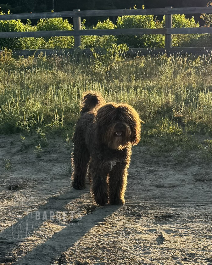 barbet livia