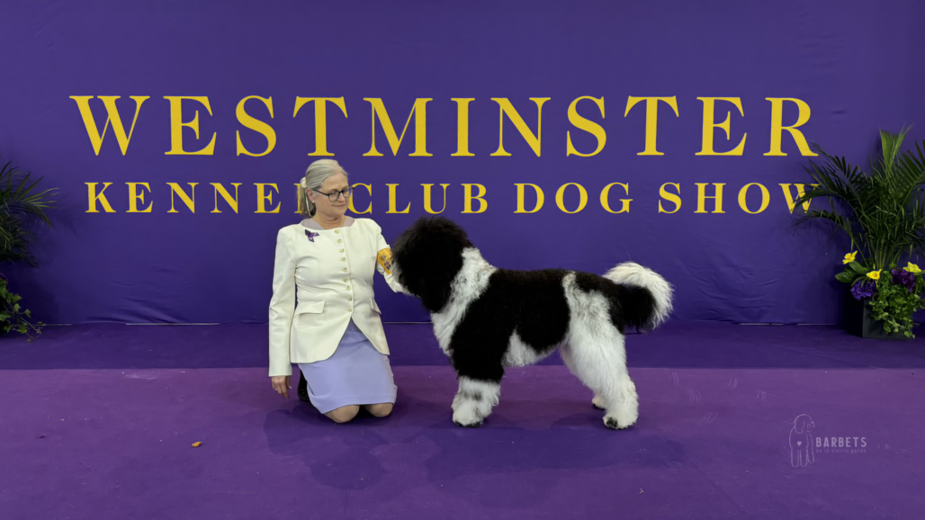 martine à westminster 2026