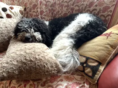 barbet sur un divan