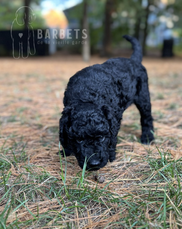 chiot barbet qui renifle