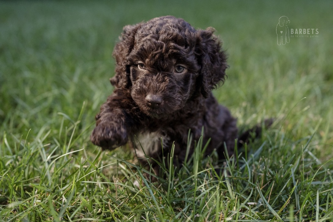 chiot brun fil